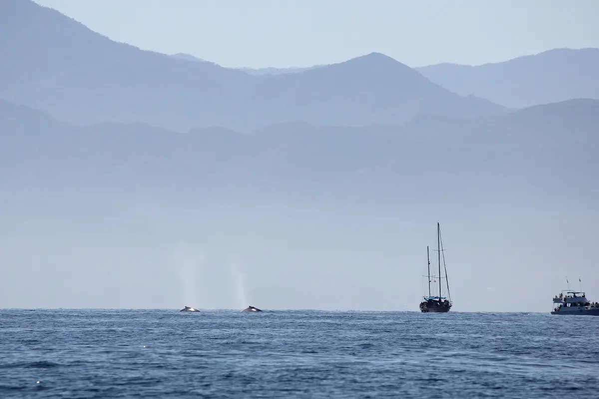 Two whale blows rising from flat water in front of a hazy mountain shore, with a two-masted sailing boat and a larger tour boat beyond (whale watching on Banderas Bay, not the show's boats)